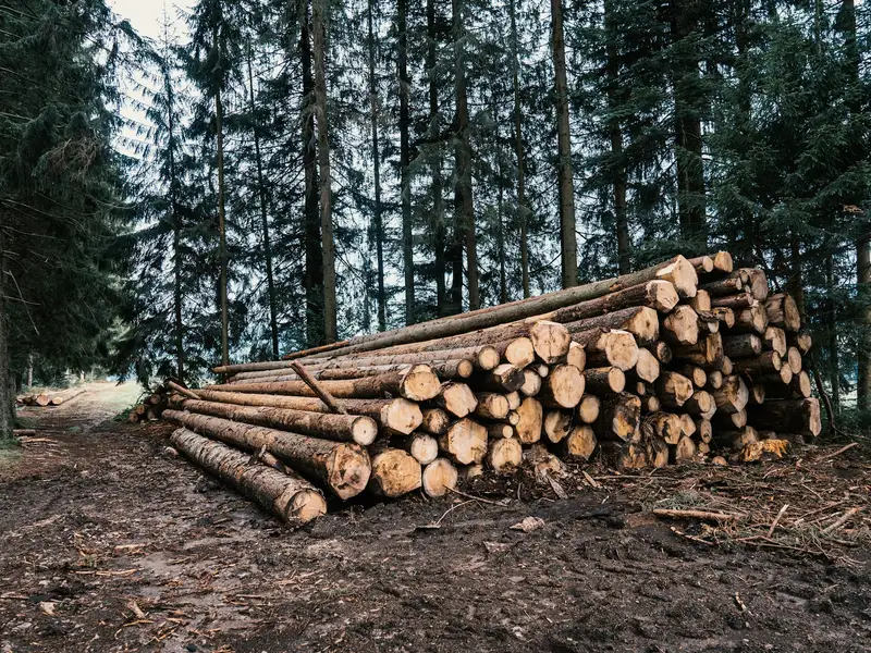 Holzpolter am Waldweg mit gestapelten Stämmen